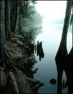 Caddo Lake is one of TPWD's beautiful sites for viewing nature.