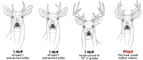 texas deer antler restrictions tpwd spread bucks inside unbranched inches season wildlife antlers least examples measurement sketches criteria harvest guidelines