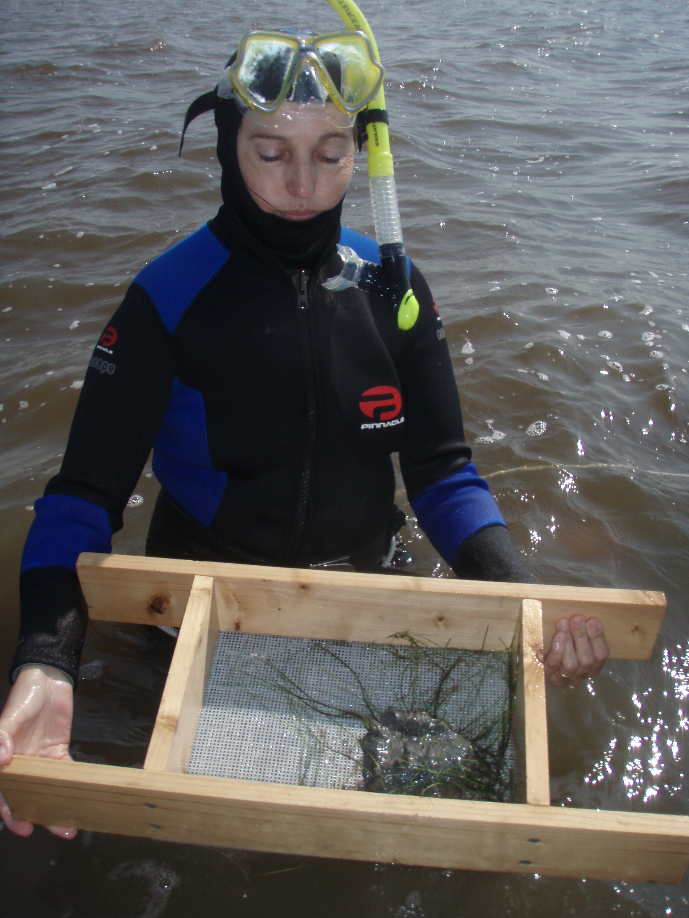 aquatic-beetles research-paper Research paper benthic macroinvertebrate biodiversity improved with irrigation ponds linked to a in their study on the combination of aquatic beetles in. aquatic-beetles research-paper Research paper benthic macroinvertebrate biodiversity improved with irrigation ponds linked to a in their study on the combination of aquatic beetles in.