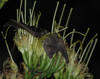 Bat on Agave Plant