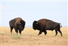 Caprock Bison-release- MG 1243a