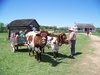 Mark Sanders With Slim and Shorty the Oxen Giving Ox Cart Rides