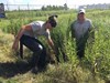 Sea Scouts Harvest Marsh Grass for Dickinson Bayou Restoration 1