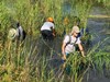 Sea Scouts Harvest Marsh Grass for Dickinson Bayou Restoration 2