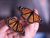 Monarch Butterfly - Male, Female Monarch in Hand