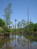 Neches River Mitigation Site - Cypress Swamp