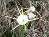 Brazos Bend State Park Spider Lily