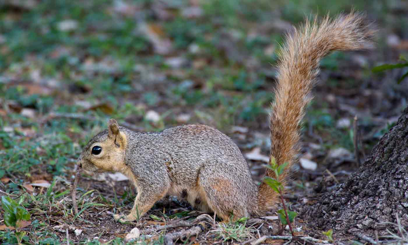 Squirrel — Texas Parks & Wildlife Department