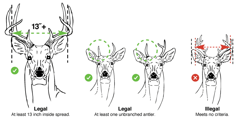 Where can you find deer-hunting season regulations?