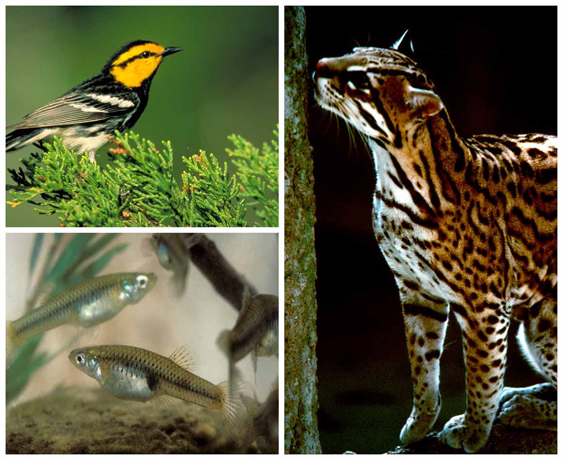 Endangered Species
