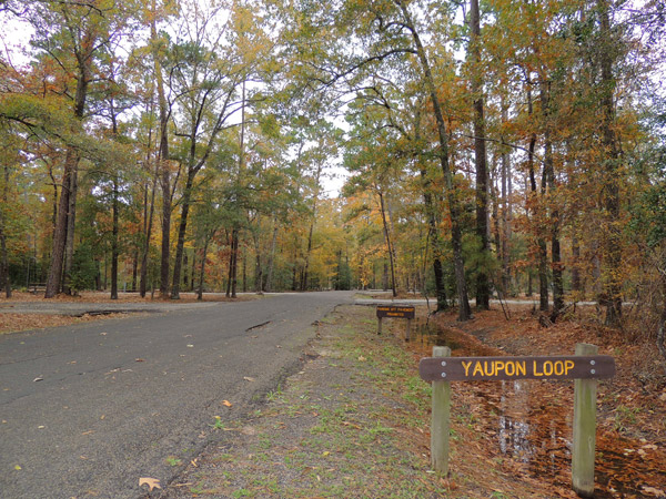 The Yaupon Loop.