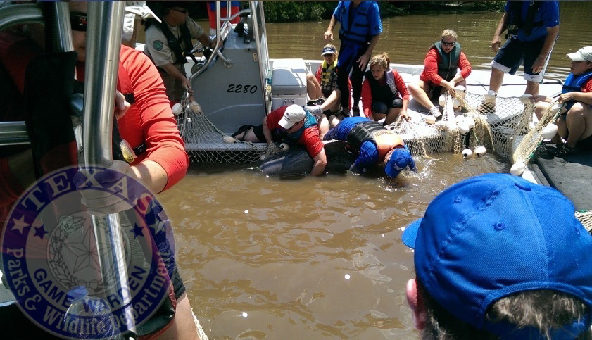 Bottlenose Dolphin in Cow Bayou