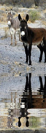 Natural Resource Damage Caused by Feral Burros at Big Bend Ranch State Park