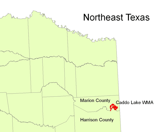 Location of Caddo Lake WMA in relation to Marion and Harrison counties in Northeast Texas