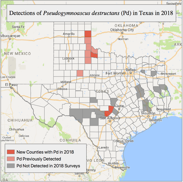 Map of Pseudogymnoascus destructans detections in Texas