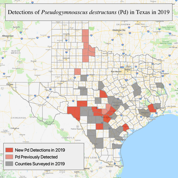 Map of <em>Pseudogymnoascus destructans</em> (Pd) Detections in Texas