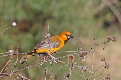 Altamira Oriole (4).JPG
