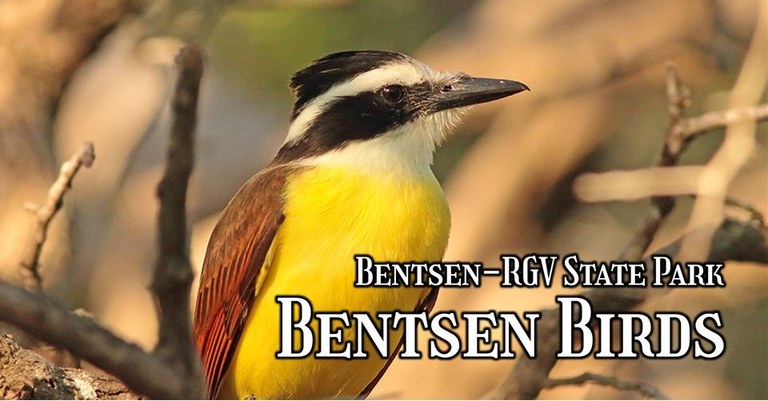 A Great Kiskadee sits on a limb in the forest showing its bright yellow chest and striped black and white head