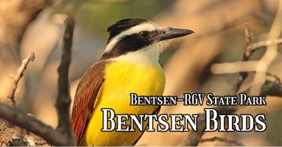 Bentsen Birds Event Banner.jpg