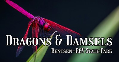 Dragons & Damsels FB Event Banner.jpg