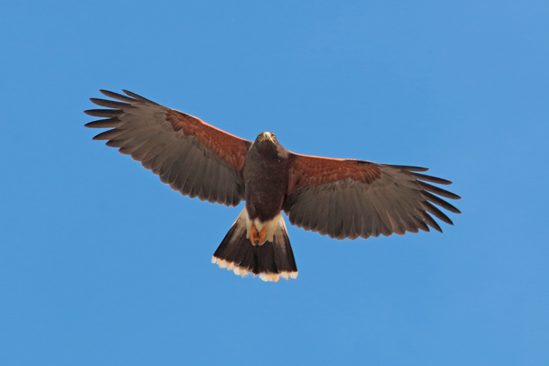 Harris's Hawk (3).JPG