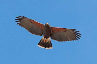 Harris's Hawk (3).JPG