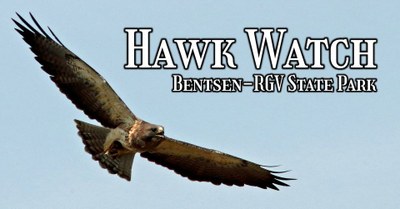 A hawk soars through the clear blue skies of the park.