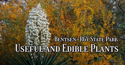 Useful and Edible Plants Event Banner.jpg