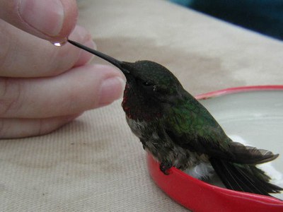 Hummingbird Drinking.jpg
