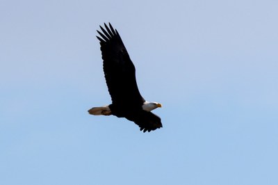 Bald Eagle Soaring.jpg
