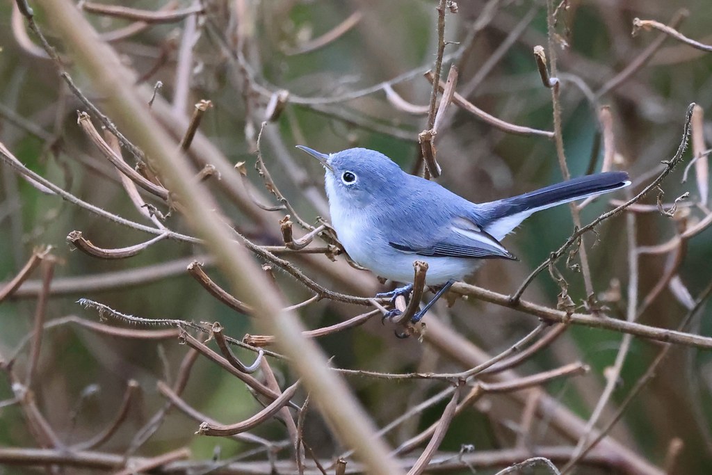 Blue-Gray Gnatcatcher.jpg