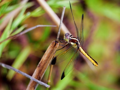 Dragonfly, Yellow-sided Skimmer.jpg