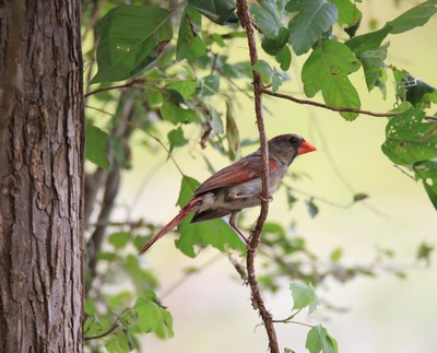 Finch.jpg