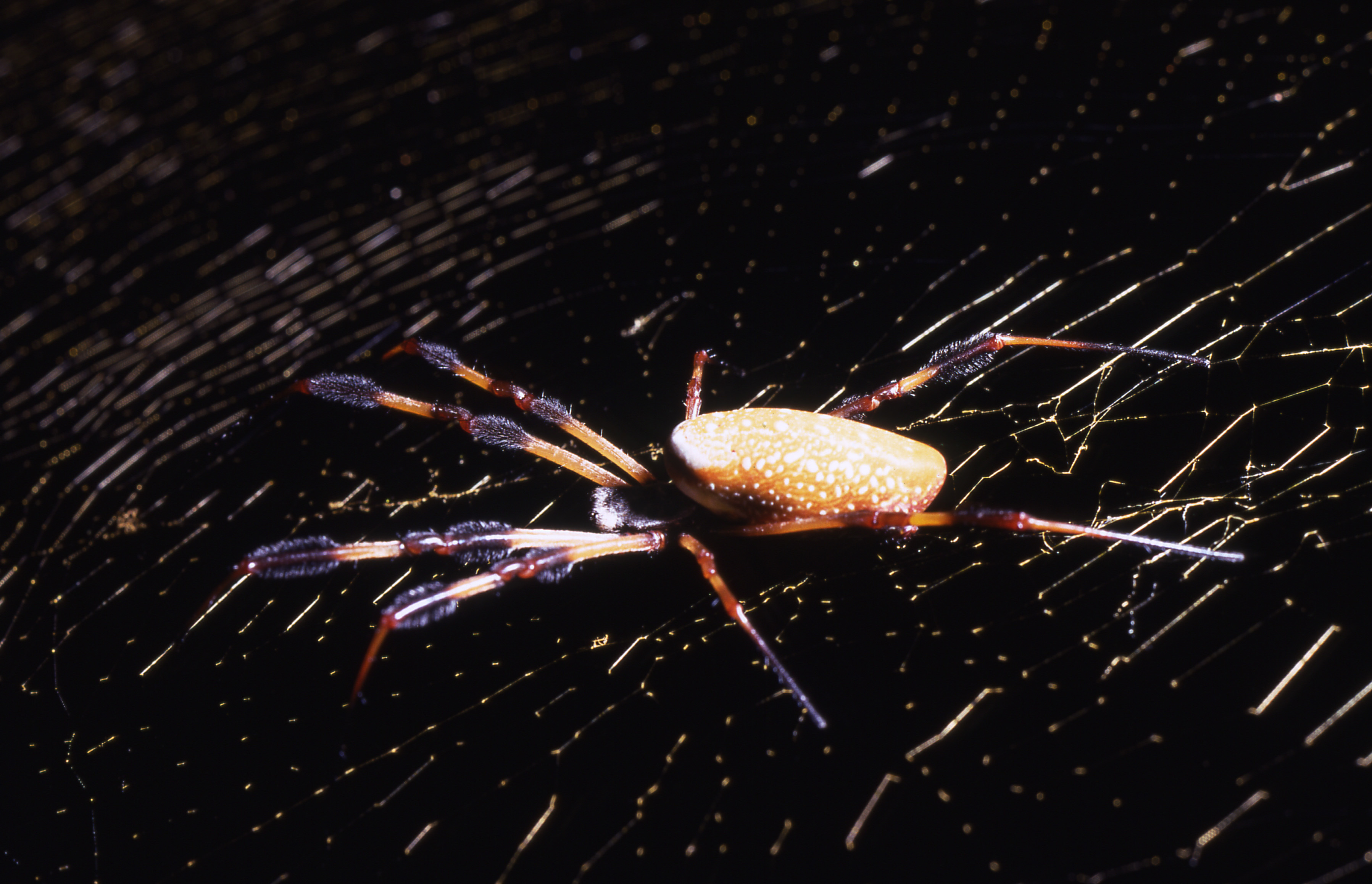 golden orb weaver.jpg
