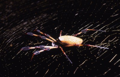 golden orb weaver.jpg