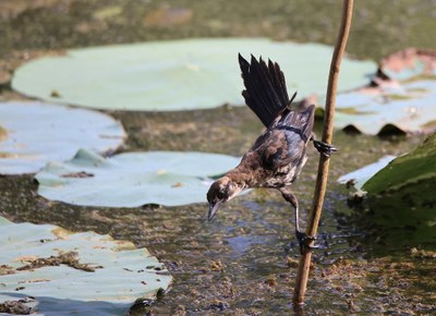 Grackle Fishing.jpg
