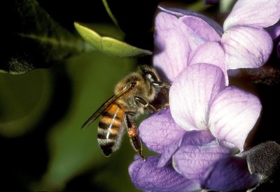 Honey Bee.jpg