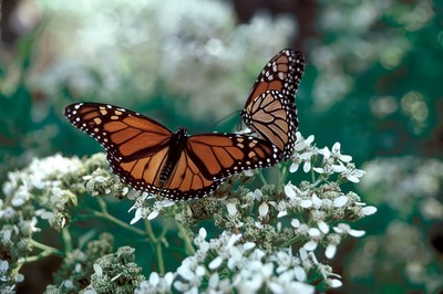 Monarchs.jpg