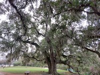 An old oak covered in Spanish moss