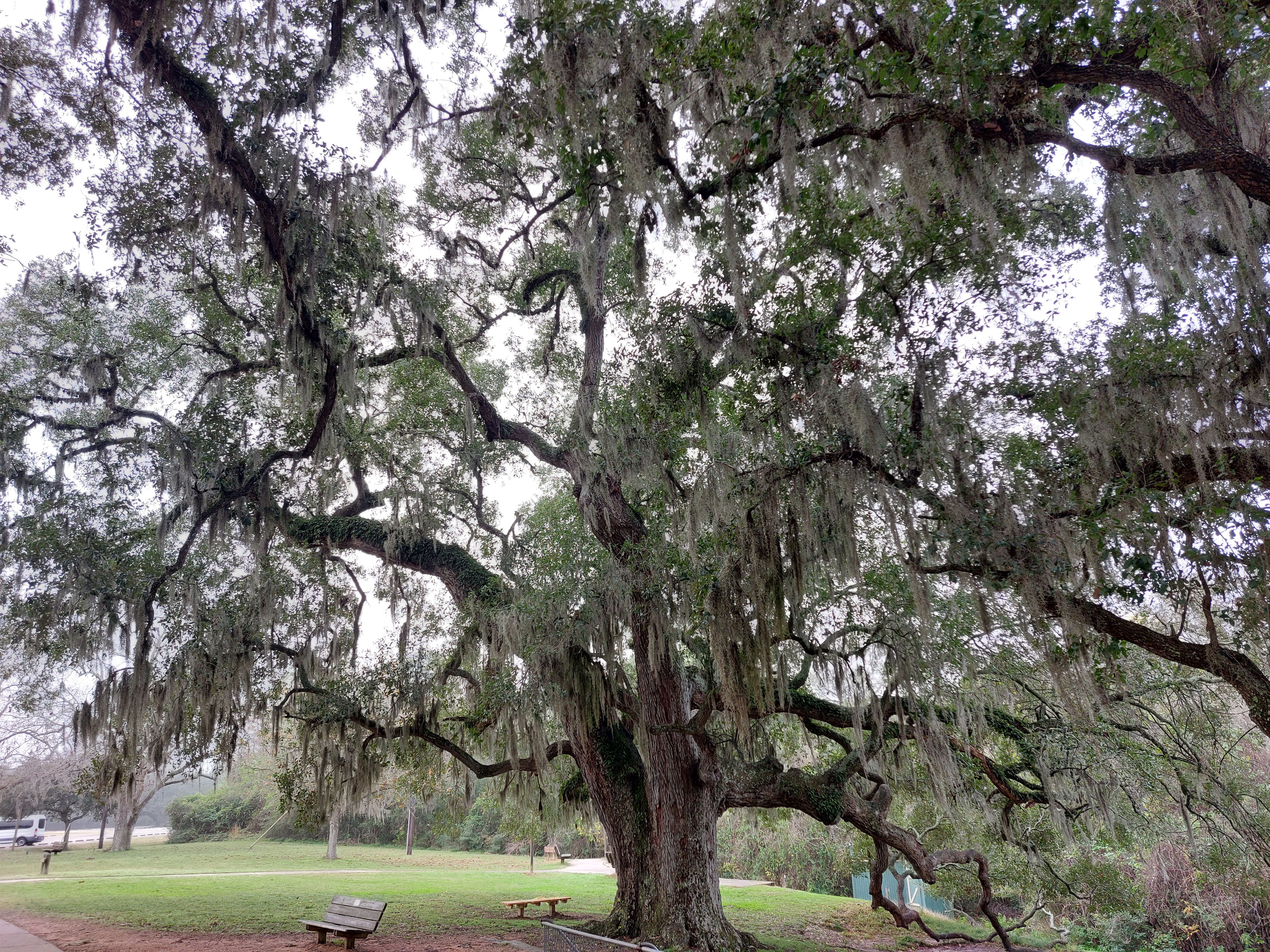 Old Tree at NC and Spanish Moss.jpg