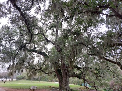 Old Tree at NC and Spanish Moss.jpg