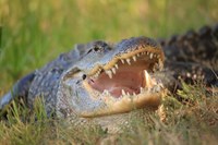 An alligator with its mouth open