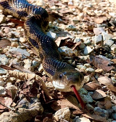 ratsnek-mlem Copy.jpg
