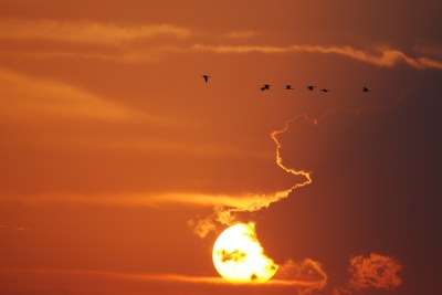 Sunset,marshbirds.JPG