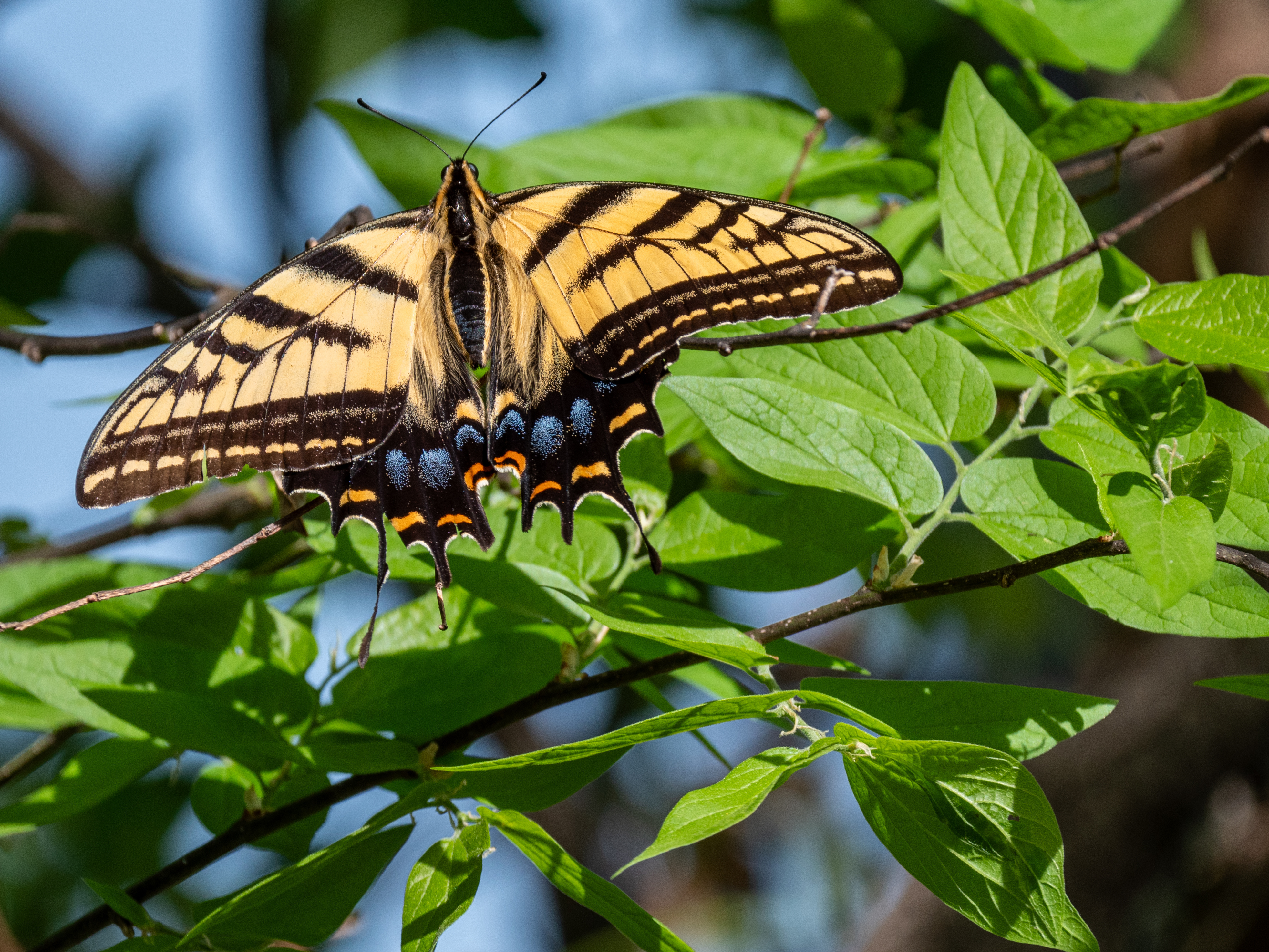 Swallowtail.jpg