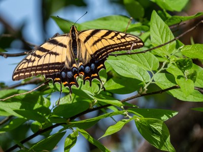 Swallowtail.jpg