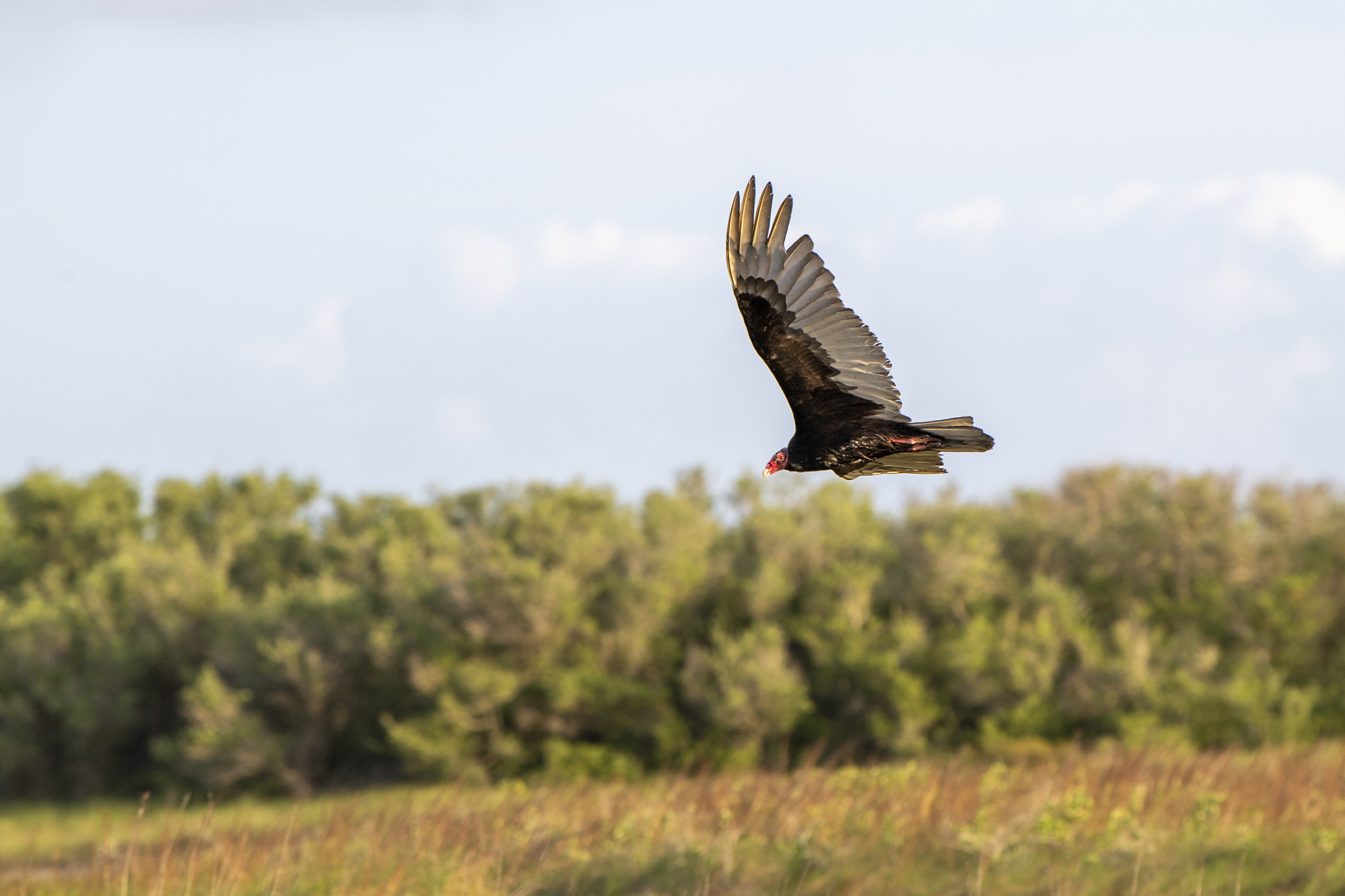 Turkey Vulture at Port O'Connor.JPG