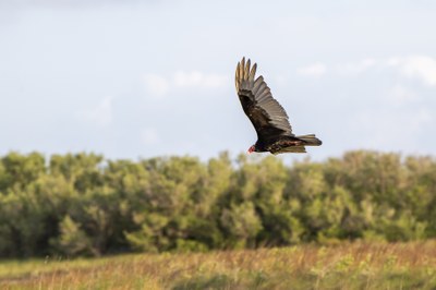 Turkey Vulture at Port O'Connor.JPG