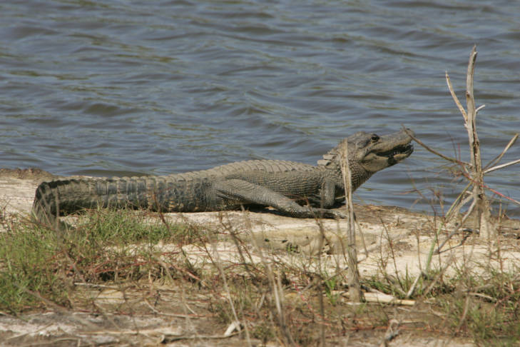 Chokealligator800.jpg