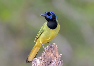 CCSP.GreenJay.AlanClampitt